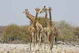 Angolan Giraffe - Giraffa camelopardalis angolensis