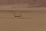 Gemsbok - Oryx gazella