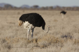 Common Ostrich - Struthio camelus