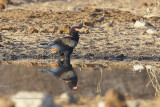 Bateleur - Terathopius ecaudatus