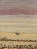 Plain Zebra - Equus quagga