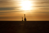 Angolan Giraffe - Giraffa camelopardalis angolensis