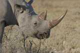 Black Rhinoceros - Diceros bicornis