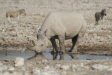 Black Rhinoceros - Diceros bicornis