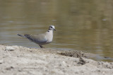 Cape turtle Dove - Streptopelia capicola