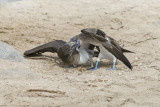 Blue-footed Booby - Sula nebouxii