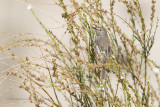 Karoo prinia - Prinia maculosa