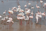 Lesser Flamingo - Phoeniconaias minor