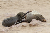 Cape fur seal - Arctocephalus pusillus