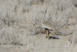 Northern Black korhann - Afrotis afraoides