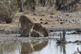 African Lion - Panthera leo