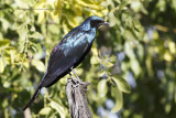 Mevess Starling - Lamprotronis meevesii