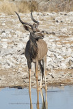 Greater Kudu - Tragelaphus strepsiceros