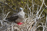 Red-footed Booby - Sula sula