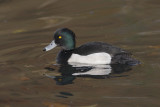 Tufted duck - Aythya fuligula