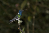 White-necked Jacobin - Florisuga mellivora