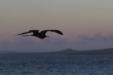 Magnificent Frigatebird - Fregata magnificens