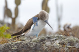 Blue-footed Booby - Sula nebouxii