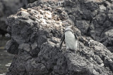 Galapagos Penguin - Spheniscus mendiculus