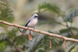 White tailed blue flycatcher - Elminia albicauda