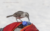 Espanola Mockingbird - Mimus macdonaldi