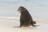 Galapagos Sea-lion - Zalophus wollebaeki