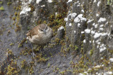 Stout-billed Cinclodes - Cinclodes excelsior