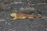 Galapagos Land iguana - Conolophus subcristatus