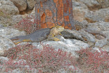 Galapagos Land iguana - Conolophus subcristatus