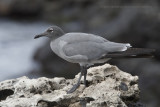Lava Gull - Leucophaeus fuliginosus