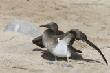 Blue-footed Booby - Sula nebouxii