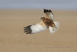 Marsh Harrier - Circus aeroginous