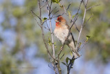 Common Rosefinch - Carpodarcus erythrinus