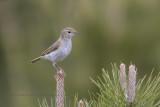 Western Bonellis warbler - Phylloscopus bonelli