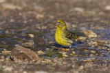 Serin - Serinus serinus