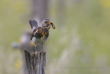 Fieldfare - Turdus pilaris