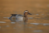 Garganey - Anas querquedula