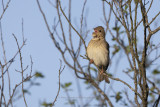 Common Rosefinch - Carpodarcus erythrinus