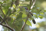 Bold-striped Babbler - Macronous bornensis