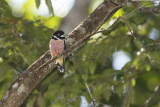 Black-and-yellow Broadbill - Eurylaimus ochromalus