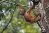Orangutan - Pongo pygmaeus