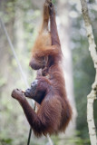Orangutan - Pongo pygmaeus
