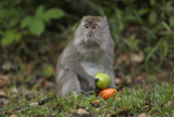 Long-tailed macaque - Macaca fascicularis