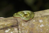 Red-tailed rat-snake - Gonyosoma oxycephalum