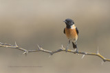 Siberian Stonechat - Saxicola maurus