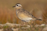 Eurasian dotterel - Charadrius morinellus