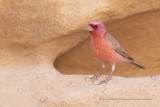 Sinai Rosefinch - Carpodacus synaicus