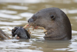 Giant river otter - Pteronura brasiliensis