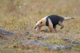 Tamandua - Tamandua tetradactyla