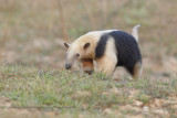 Tamandua - Tamandua tetradactyla